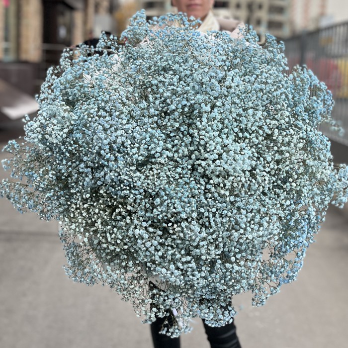 51 голубая гипсофила